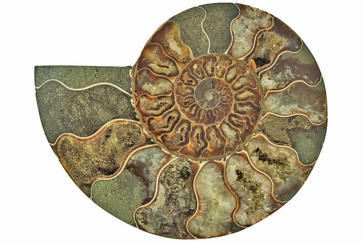 Cut & Polished Ammonite Fossil (Half) - Madagascar #212882
